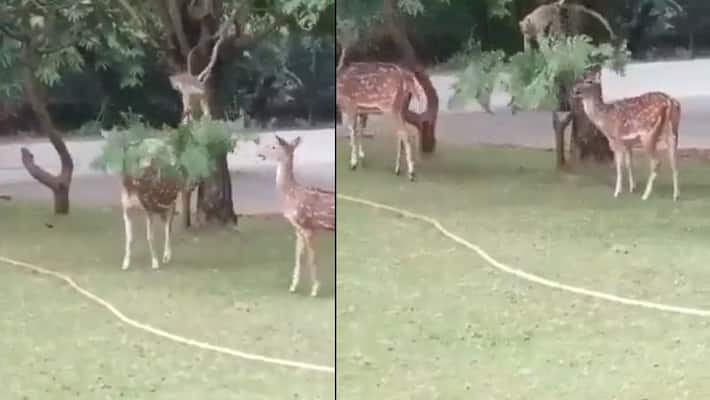 Monkey helped deer to feed food by bending trees branch akb Monkey helped deer to feed food by bending trees branch akb