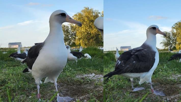 worlds oldest bird found in Us watch viral photos akb worlds oldest bird found in Us watch viral photos akb