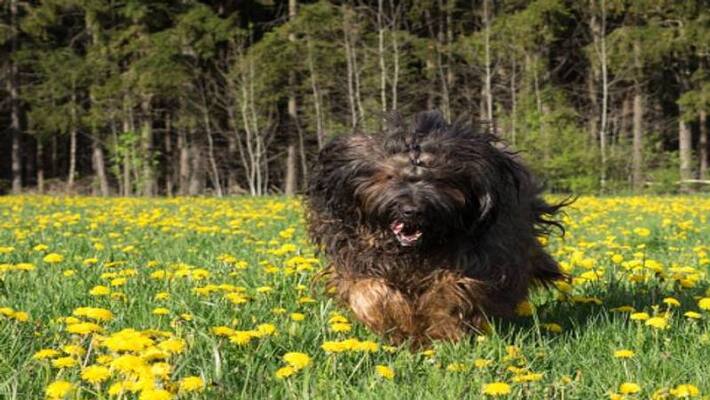 most expensive dog in the world most expensive dog in the world