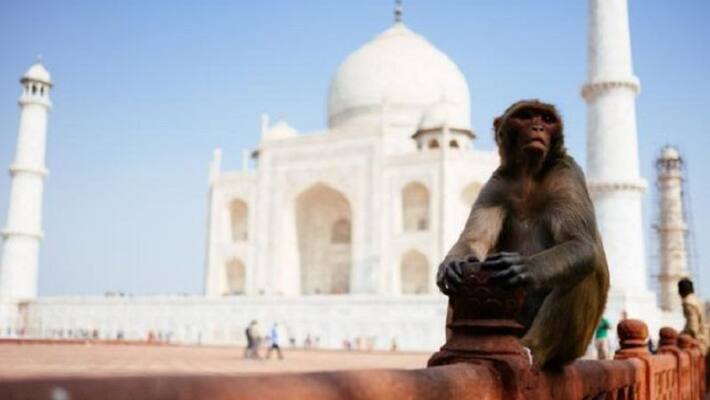 Asi Order Catch 250 Monkeys in Tajmahal G20 Summit Host India Delegation Visit san Asi Order Catch 250 Monkeys in Tajmahal G20 Summit Host India Delegation Visit san