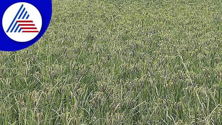Millet damage due to untimely rains Farmers are worried at Ramanagara gvd Millet damage due to untimely rains Farmers are worried at Ramanagara gvd