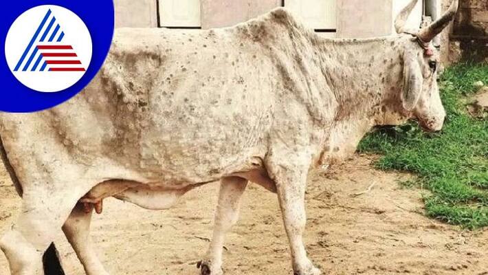 176 Cattle Dies Due to Lumpy Skin Disease in Belagavi grg 176 Cattle Dies Due to Lumpy Skin Disease in Belagavi grg