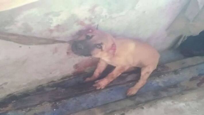 drunk man chop tail, ears of puppies and eat them as snack in uttar pradesh drunk man chop tail, ears of puppies and eat them as snack in uttar pradesh