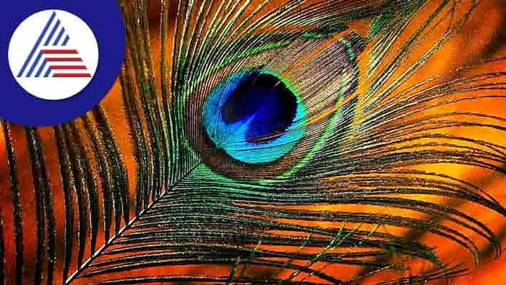 Peacock feathers are good to have it in homes for various reasons skr Peacock feathers are good to have it in homes for various reasons skr