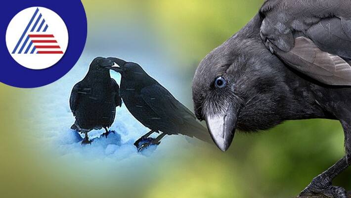 Two Crows Spiritual Meaning Two Crows Spiritual Meaning