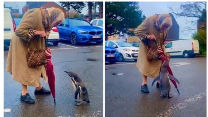 video of a curious penguin following an elderly woman is the cutest video of a curious penguin following an elderly woman is the cutest
