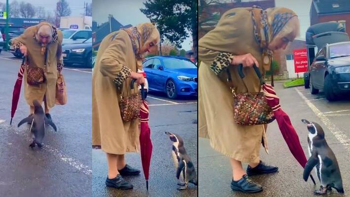 penguin and old lady talking each other, video goes viral akb penguin and old lady talking each other, video goes viral akb