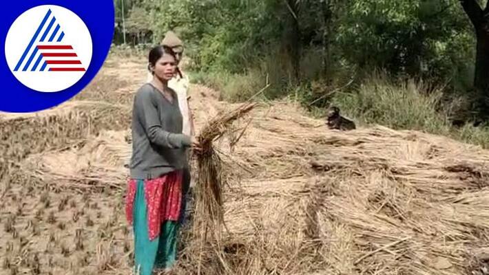 Mandous Cyclone Effect Destroying Crops In Kodagu gvd Mandous Cyclone Effect Destroying Crops In Kodagu gvd