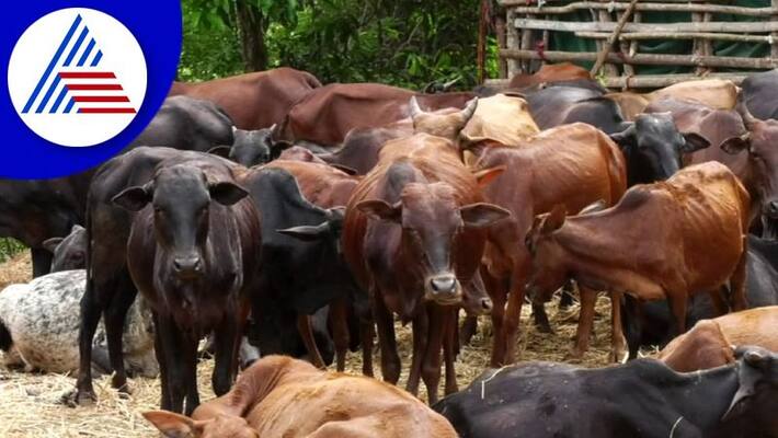 lumpy skin disease kills many cattle in uttara kannada district gvd lumpy skin disease kills many cattle in uttara kannada district gvd