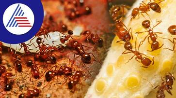 according to vastu shastra black and red ants in house indicates auspicious or inauspicious sign in tamil mks according to vastu shastra black and red ants in house indicates auspicious or inauspicious sign in tamil mks