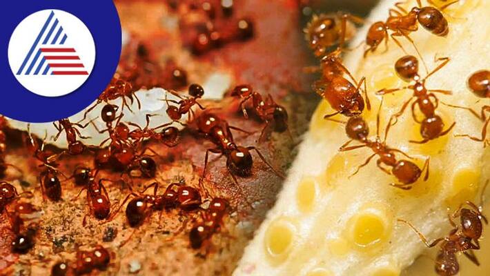 what it means if you see red or black ants in your house skr what it means if you see red or black ants in your house skr