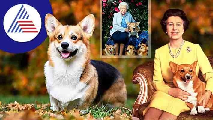 Britain Palace famous pet Welsh corgi breed in mulki gow Britain Palace famous pet Welsh corgi breed in mulki gow