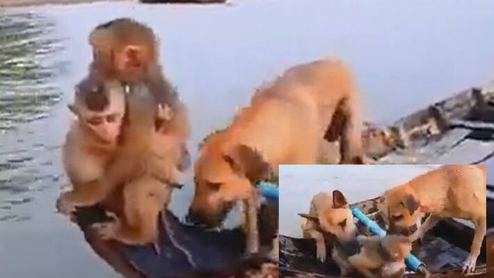 Mother always mother, monkey proved it again, watch viral video that monkey saved its cube akb Mother always mother, monkey proved it again, watch viral video that monkey saved its cube akb