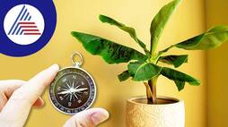 Banana Tree Direction As Per Vastu