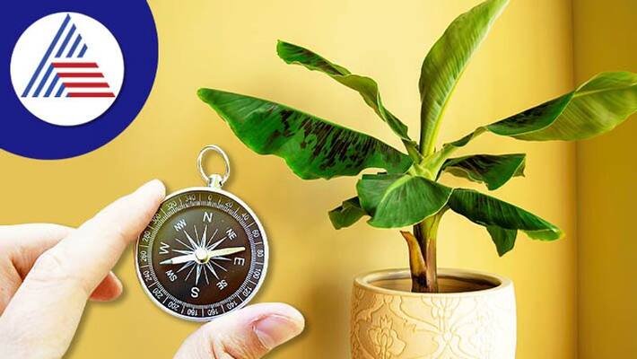 If you are planting a banana plant at home then follow these Vastu tips skr If you are planting a banana plant at home then follow these Vastu tips skr