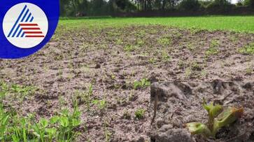 Farmers Faces Problems For No Rain in Vijayanagara grg Farmers Faces Problems For No Rain in Vijayanagara grg