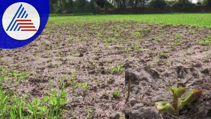 Cyclone destroys commercial crops Farmers tears at udupi rav Cyclone destroys commercial crops Farmers tears at udupi rav