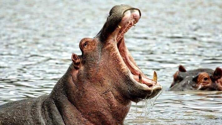 Hippo swallow two year old boy and spat him out alive after local pelted stones in Uganda ckm Hippo swallow two year old boy and spat him out alive after local pelted stones in Uganda ckm