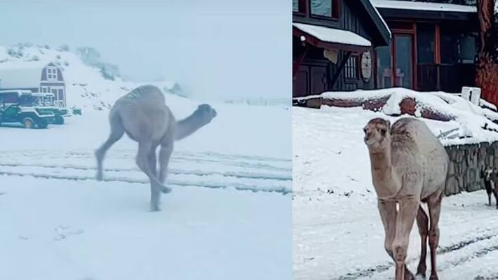 camel first time watched snowfall and played on it watch viral video akb camel first time watched snowfall and played on it watch viral video akb