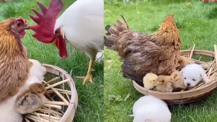 Hen gave place to puppy in her couch watch viral video akb Hen gave place to puppy in her couch watch viral video akb