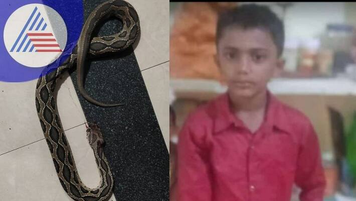 Russell viper bit and killed a boy who was sleeping at home sat Russell viper bit and killed a boy who was sleeping at home sat