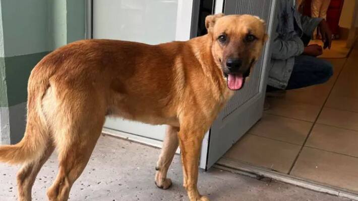 Hyderabad : Food Delivery Boy jumps off third floor fearing dog Hyderabad : Food Delivery Boy jumps off third floor fearing dog