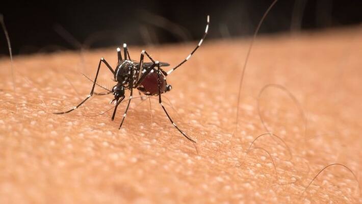 Know which blood groups attract more mosquitoes? Find out a few factors make you a 'mosquito magnet' RBA Know which blood groups attract more mosquitoes? Find out a few factors make you a 'mosquito magnet' RBA