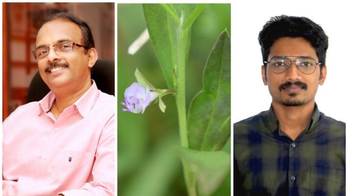new plant found from idukki was named idukki new plant found from idukki was named idukki