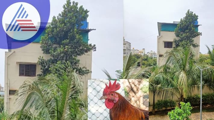 Chicken is crowing and cant sleep A strange complaint to the police sat Chicken is crowing and cant sleep A strange complaint to the police sat