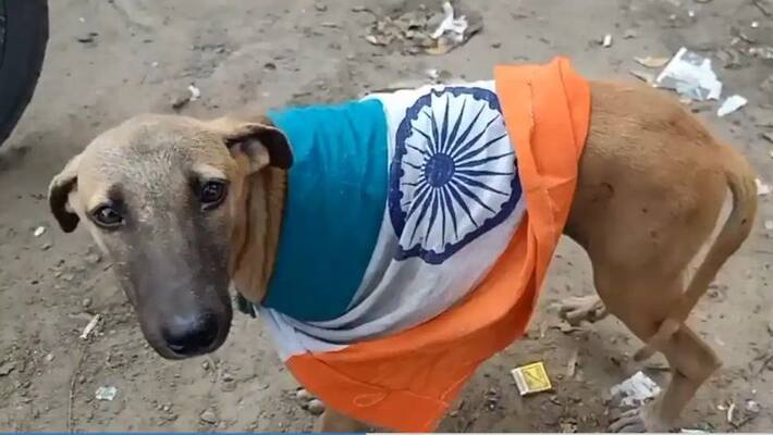 Someone dressed national flag in dog in theni Someone dressed national flag in dog in theni