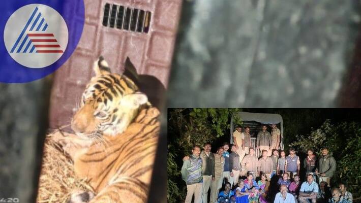 The tiger that had created anxiety was finally captured rav The tiger that had created anxiety was finally captured rav