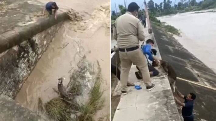 Man rescues dog stuck in a dam in viral video. Internet applauds him Man rescues dog stuck in a dam in viral video. Internet applauds him
