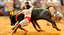 Jallikattu 2024 : Check history, significance, important facts  in Tamil all you need to know Rya