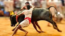Jallikattu 2024 : Check history, significance, important facts  in Tamil all you need to know Rya