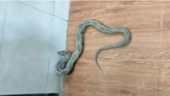 New Year celebrations with snake, one dead, one serious in tamilnadu New Year celebrations with snake, one dead, one serious in tamilnadu
