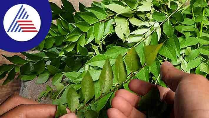 Benefits of Eating Raw Curry Leaves Daily Benefits of Eating Raw Curry Leaves Daily