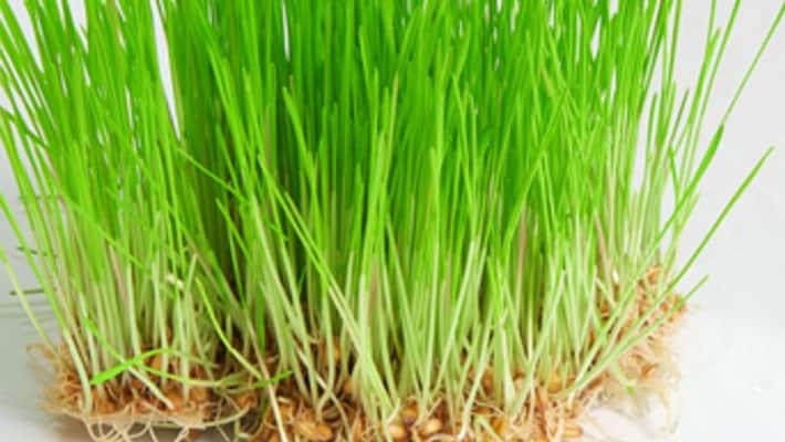 Cancer can be controlled by the juice of this grass Cancer can be controlled by the juice of this grass
