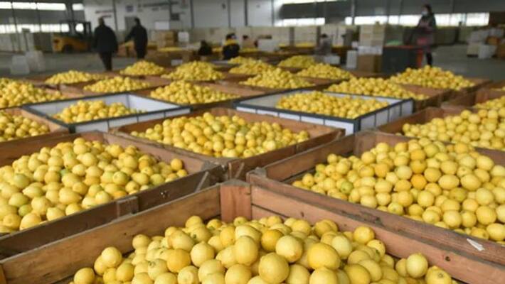 lemons rates skyrocketed in china as cases surge.. people runs for natural immunity boosters lemons rates skyrocketed in china as cases surge.. people runs for natural immunity boosters
