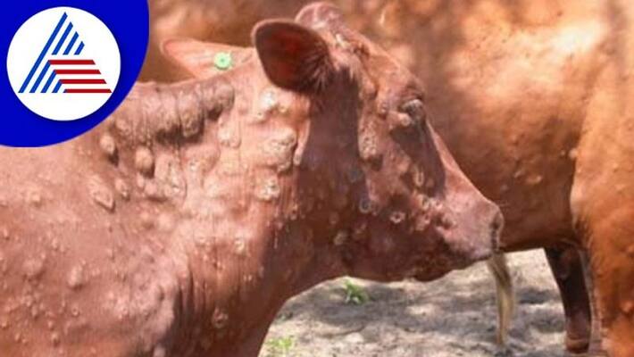 lumpy skin disease outbreak in Vijayapura 151 cattle died gow lumpy skin disease outbreak in Vijayapura 151 cattle died gow