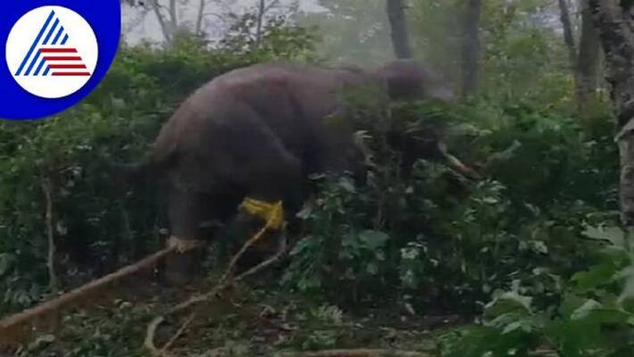 Locals Doubts About the Capture of the Elephant in Chikkamagaluru grg Locals Doubts About the Capture of the Elephant in Chikkamagaluru grg