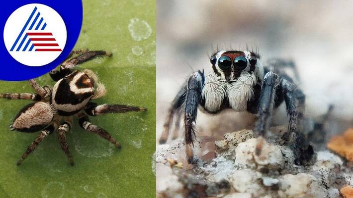 A new species of spider was discovered from the foothills of Nandi Hills gvd A new species of spider was discovered from the foothills of Nandi Hills gvd