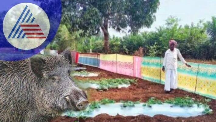 Old sarees are the cure for swine control at uttarakannada rav Old sarees are the cure for swine control at uttarakannada rav
