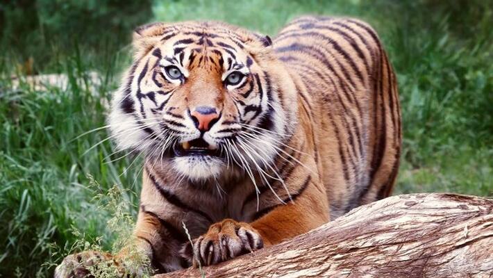 Tiger drags a man in Corbett reserve forest, in uttarakhand, half-eaten body found Tiger drags a man in Corbett reserve forest, in uttarakhand, half-eaten body found