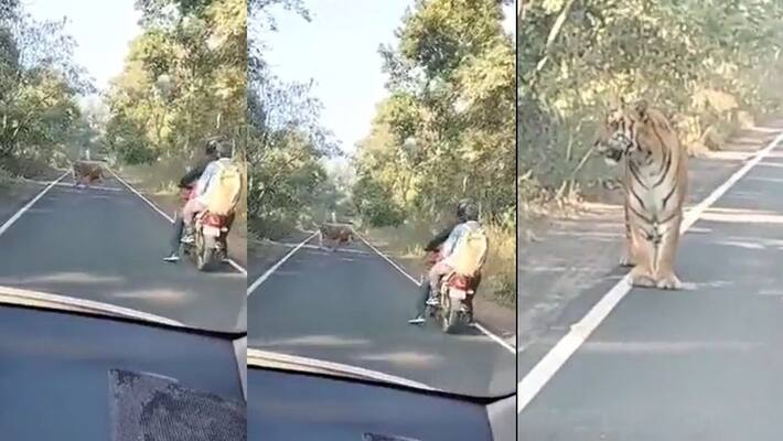 tiger appears on road to bikers, what happend next watch viral video akb tiger appears on road to bikers, what happend next watch viral video akb