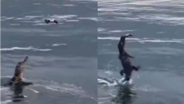 Alligator Leaps Into Air And Catches A Drone Filming it Alligator Leaps Into Air And Catches A Drone Filming it