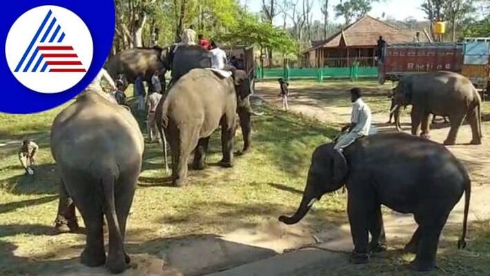 5 jumbos from Dubare Harangi camps leave for Madhya Pradesh gow 5 jumbos from Dubare Harangi camps leave for Madhya Pradesh gow