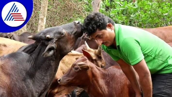 Subraya Shetty Family Rearing Cows at Honnavar in Uttara Kannada grg Subraya Shetty Family Rearing Cows at Honnavar in Uttara Kannada grg