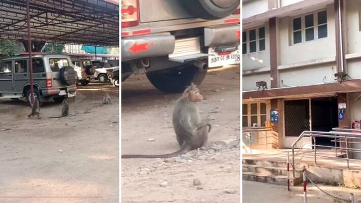 Coimbatore district collector office was in a frenzy as monkeys roamed around in droves Coimbatore district collector office was in a frenzy as monkeys roamed around in droves