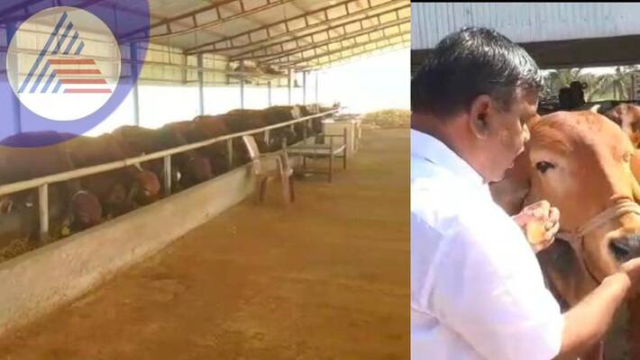 Millions profit from Gir Malenadu short breed cows huge price for dung sat Millions profit from Gir Malenadu short breed cows huge price for dung sat