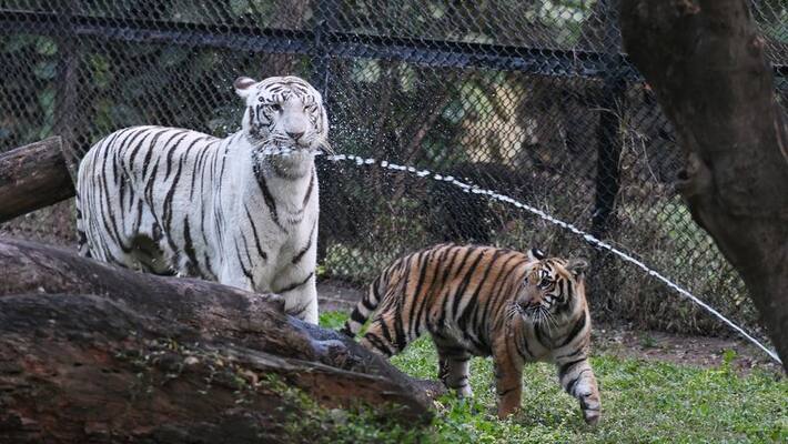 Three tiger cubs on display at Mysuru zoo gow Three tiger cubs on display at Mysuru zoo gow